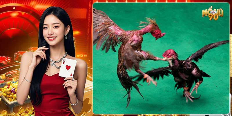 Chỉ bạn đặt cược đá gà tăng tỷ lệ thắng